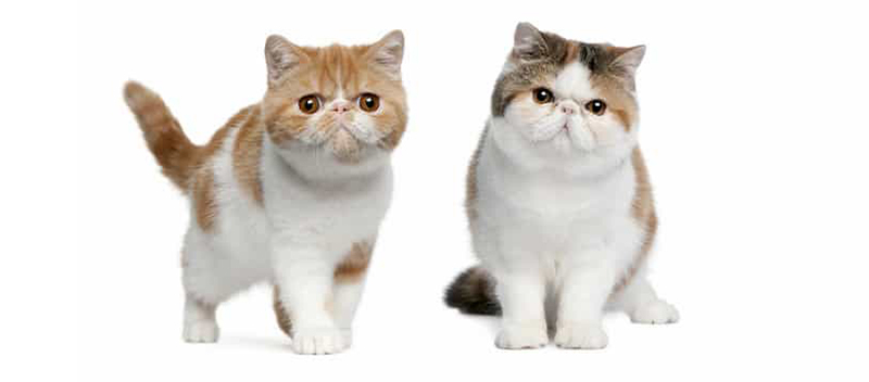Exotic Shorthair Kittens For Sale